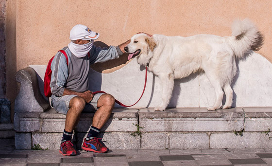 هل ينتقل كورونا من الإنسان للحيوان؟.. دراسة تحسم الجدل صورة رقم 7