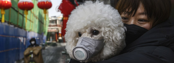 هل ينتقل كورونا من الإنسان للحيوان؟.. دراسة تحسم الجدل صورة رقم 1