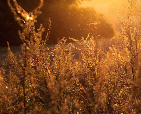 حساسية الخريف: الأعراض، العلاج صورة رقم 5