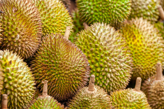 الدوريان: فاكهة استوائية باهظة الثمن، رائحتها كريهة ودورة حياتها قصيرة صورة رقم 5