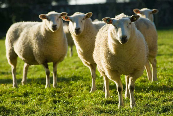 إليكم أطعمة غريبة وعجيبة كان الإنجليز يتناولونها في العصر الفيكتوري صورة رقم 1 إليكم أطعمة غريبة وعجيبة كان الإنجليز يتناولونها في العصر الفيكتوري صورة رقم 1