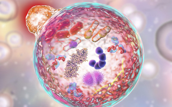 إليك طريقة التحكم بقوة جهازك المناعي ومساعدته على مقاومة الأمراض صورة رقم 11