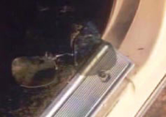 صورة رقم 21 - 6 جرائم قتل غامضة لم تفك ألغازها بعد ستجعلك تفكر مليا في طبيعة البشر صورة رقم 21 - 6 جرائم قتل غامضة لم تفك ألغازها بعد ستجعلك تفكر مليا في طبيعة البشر