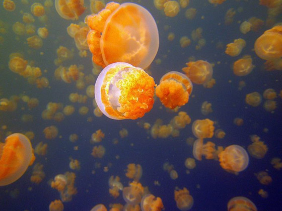 Jellyfish_01.jpg
