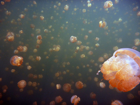 Jellyfish_02.jpg