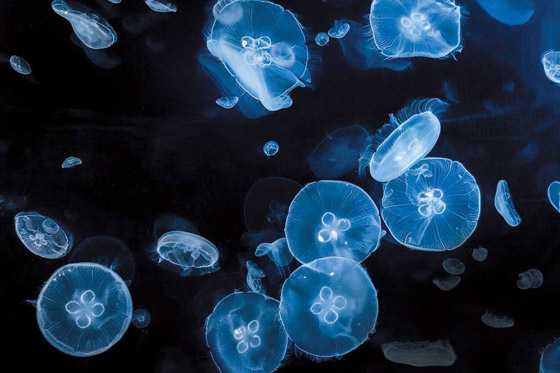 Jellyfish_05.jpg