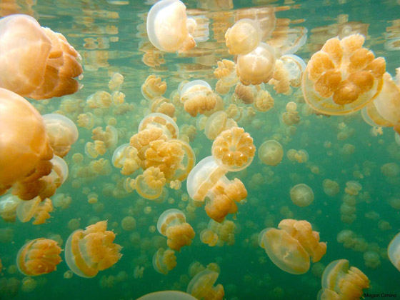 Jellyfish_07.jpg