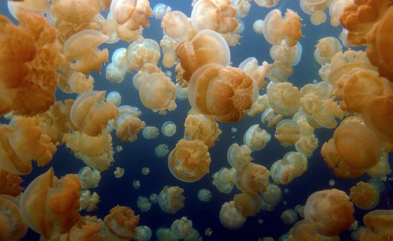 Jellyfish_11.jpg