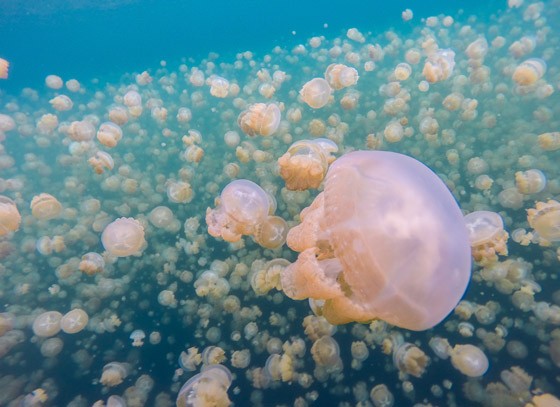 Jellyfish_14.jpg