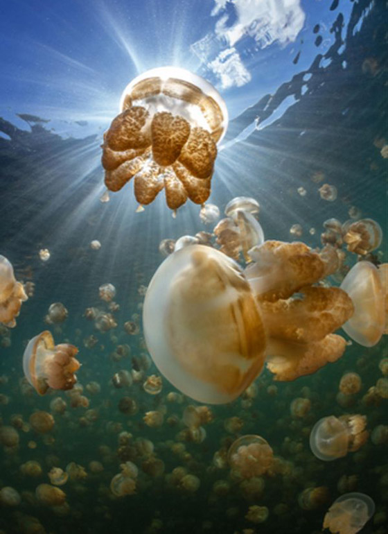 Jellyfish_15.jpg