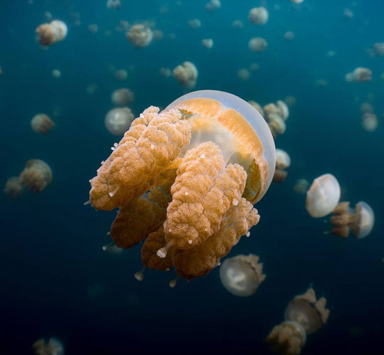 Jellyfish_16.jpg