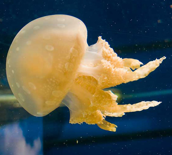 Jellyfish_20.jpg