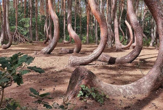 صورة رقم 4 - السلم للجنة والغابة الملتوية.. إليكم أغرب الأماكن السياحية في العالم صورة رقم 4 - السلم للجنة والغابة الملتوية.. إليكم أغرب الأماكن السياحية في العالم