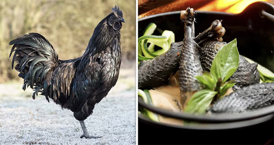 صور: تعرفوا على الأطعمة التي يمكن للأثرياء فقط تحمّل تكلفتها وتجربتها صورة رقم 4