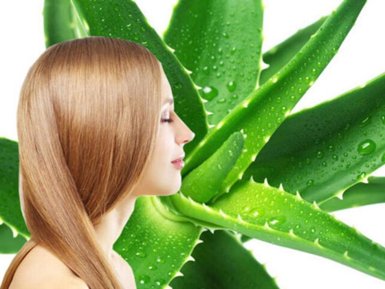 وصفات الألوفيرا للعناية بشعر المحجبات صورة رقم 3