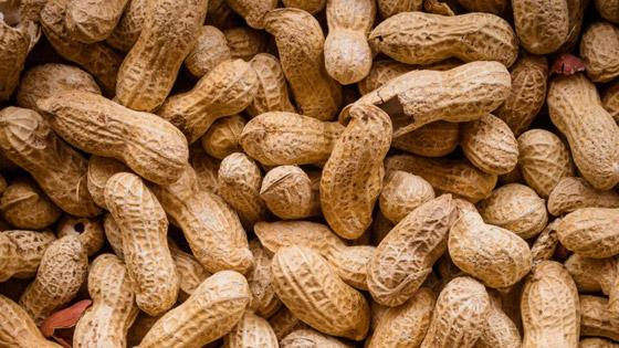 الأغذية مهددة بالانقراض أيضا.. 10 أطعمة قد تختفي من حياتنا قريبا! صورة رقم 4 الأغذية مهددة بالانقراض أيضا.. 10 أطعمة قد تختفي من حياتنا قريبا! صورة رقم 4