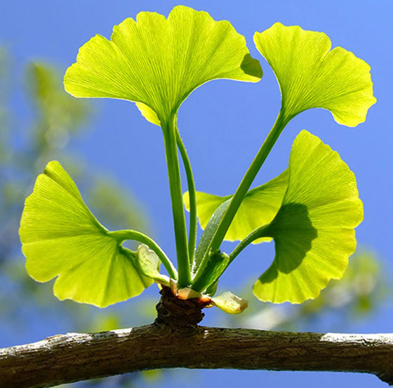5 نباتات طبية بالطبيعة فوائدها مؤكدة: تقي من السرطان وتعالج حب الشباب صورة رقم 3