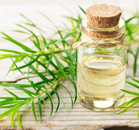 5 نباتات طبية بالطبيعة فوائدها مؤكدة: تقي من السرطان وتعالج حب الشباب صورة رقم 9