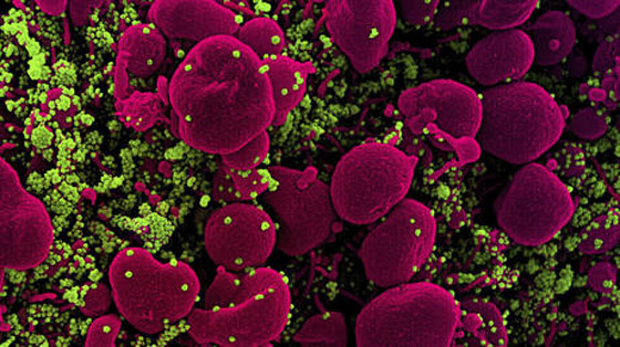 هل يمكن لأطفالك حمايتك من الإصابة بفيروس كورونا؟ صورة رقم 4