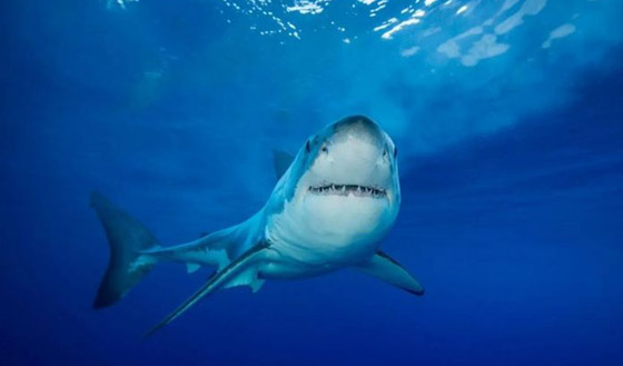 تعرفوا على العناصر الغريبة التي تضاف إلى اللقاحات..! صورة رقم 6