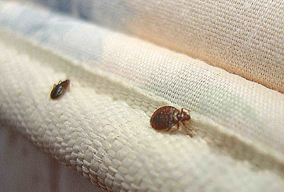 نصائح لحماية منزلك من بق الفراش صورة رقم 1