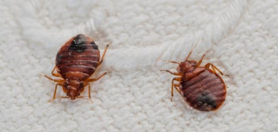 نصائح لحماية منزلك من بق الفراش صورة رقم 2