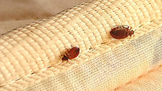 نصائح لحماية منزلك من بق الفراش صورة رقم 3