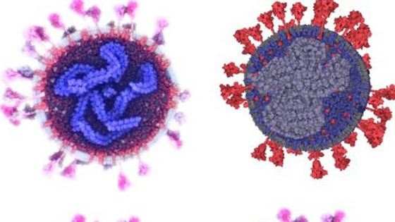 شاهد.. التصور الأكثر دقة وحداثة لفيروس كورونا صورة رقم 4