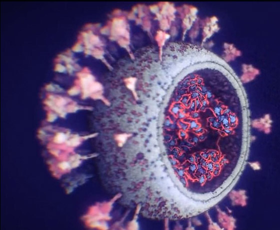 شاهد.. التصور الأكثر دقة وحداثة لفيروس كورونا صورة رقم 1