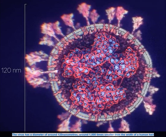 شاهد.. التصور الأكثر دقة وحداثة لفيروس كورونا صورة رقم 3