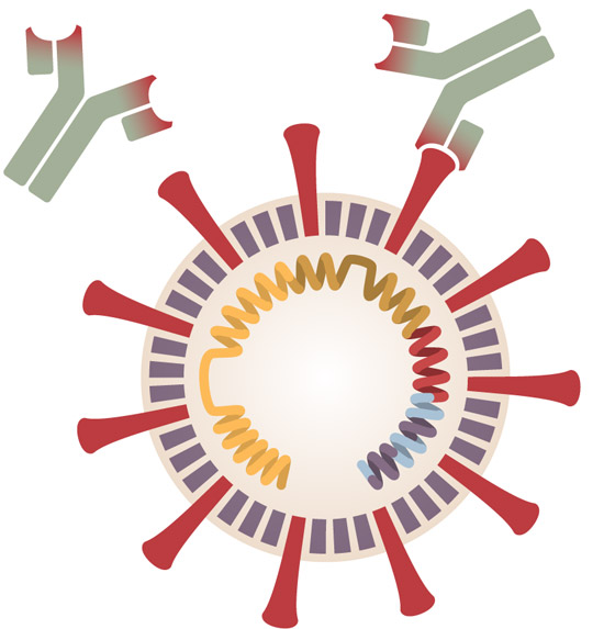 كيف ومتى وأين؟.. ماذا نعرف عن لقاح فيروس كورونا المحتمل الجديد؟ صورة رقم 3