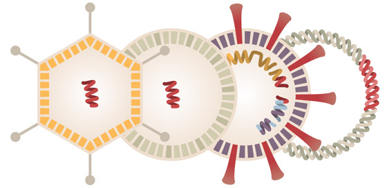 كيف ومتى وأين؟.. ماذا نعرف عن لقاح فيروس كورونا المحتمل الجديد؟ صورة رقم 4