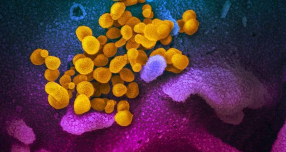 أكثر عدوى بكثير.. مصيبة عن 