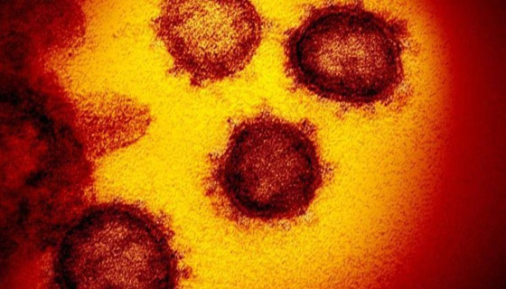 مفاجأة غير سارة.. هكذا تحور فيروس كورونا بعد خروجه من ووهان صورة رقم 2