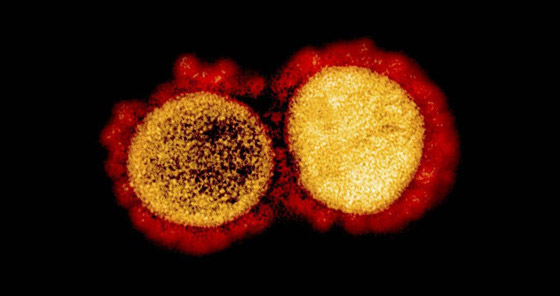 مفاجأة غير سارة.. هكذا تحور فيروس كورونا بعد خروجه من ووهان صورة رقم 1