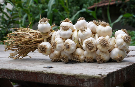 يقي من نزلات البرد ويخفض ضغط الدم.. فوائد الثوم وأفضل طريقة لتناوله صورة رقم 8 يقي من نزلات البرد ويخفض ضغط الدم.. فوائد الثوم وأفضل طريقة لتناوله صورة رقم 8