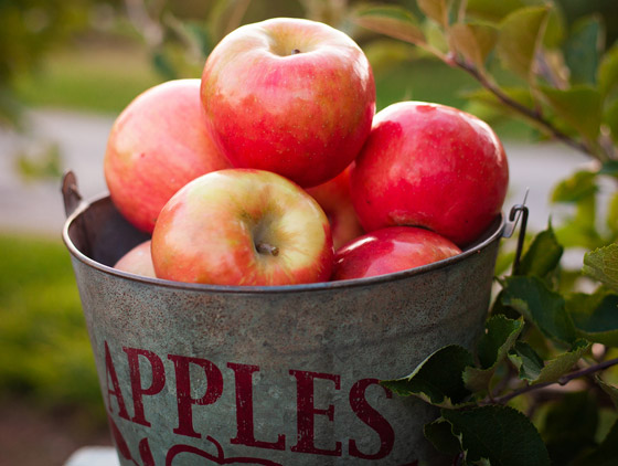 تناول تفاحة في اليوم تغنيك عن زيارة الطبيب.. حقيقة أم خرافة؟ صورة رقم 1 تناول تفاحة في اليوم تغنيك عن زيارة الطبيب.. حقيقة أم خرافة؟ صورة رقم 1