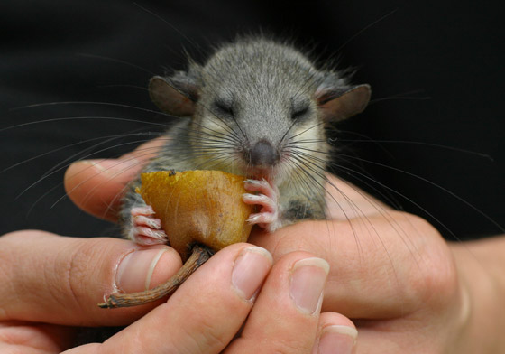 حلوى من مثانة الأسماك وفئران محشية.. إليكم أغرب الأطعمة الموجودة بالعالم صورة رقم 7 حلوى من مثانة الأسماك وفئران محشية.. إليكم أغرب الأطعمة الموجودة بالعالم صورة رقم 7