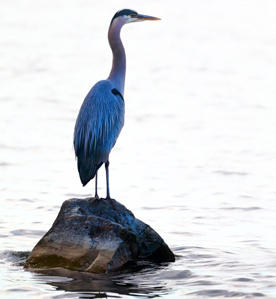 حلوى من مثانة الأسماك وفئران محشية.. إليكم أغرب الأطعمة الموجودة بالعالم صورة رقم 8 حلوى من مثانة الأسماك وفئران محشية.. إليكم أغرب الأطعمة الموجودة بالعالم صورة رقم 8