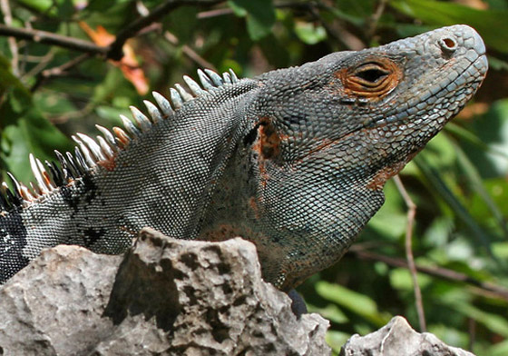 حلوى من مثانة الأسماك وفئران محشية.. إليكم أغرب الأطعمة الموجودة بالعالم صورة رقم 9 حلوى من مثانة الأسماك وفئران محشية.. إليكم أغرب الأطعمة الموجودة بالعالم صورة رقم 9