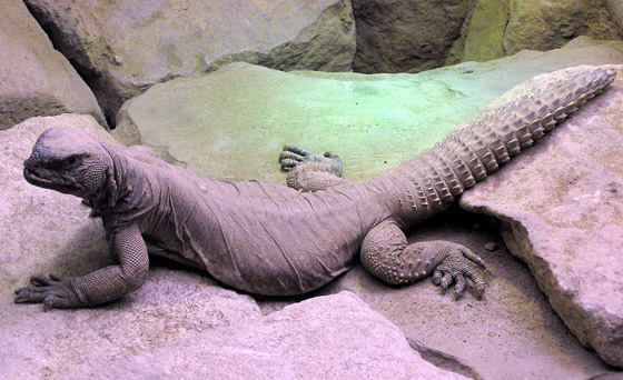 حلوى من مثانة الأسماك وفئران محشية.. إليكم أغرب الأطعمة الموجودة بالعالم صورة رقم 13 حلوى من مثانة الأسماك وفئران محشية.. إليكم أغرب الأطعمة الموجودة بالعالم صورة رقم 13