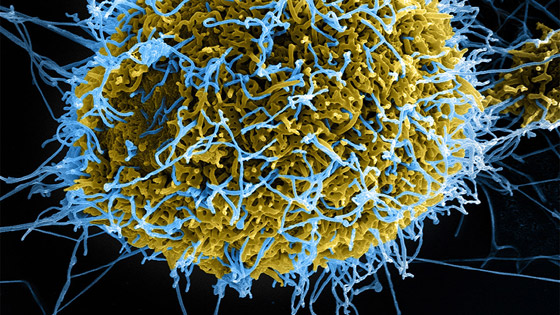 سلالة كورونا الجديدة: كيف تحدث الطفرات في الفيروسات ولماذا؟ صورة رقم 7