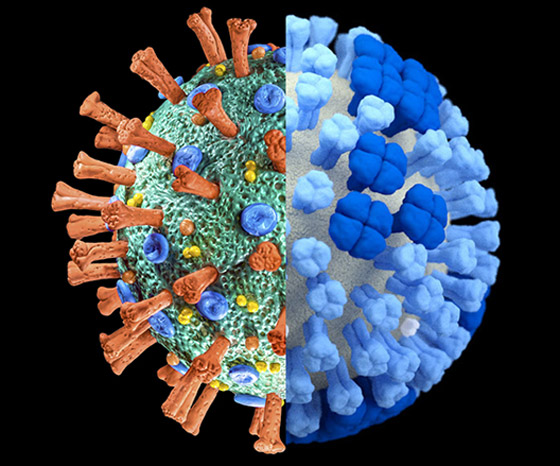 في زمن الوباء.. أكبر انقلاب للإنفلونزا منذ 130 عاما! صورة رقم 6