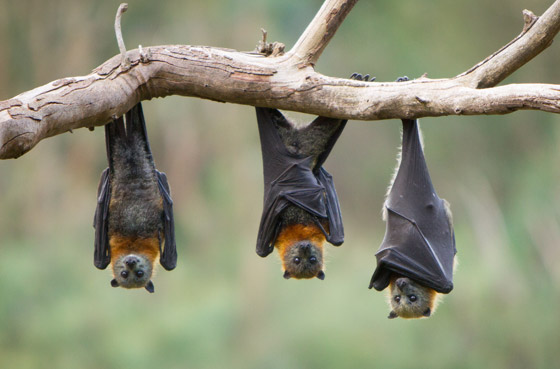 فيروس صيني جديد تنقله الخفافيش.. هل علينا الفزع من فيروس نيباه؟ صورة رقم 1 فيروس صيني جديد تنقله الخفافيش.. هل علينا الفزع من فيروس نيباه؟ صورة رقم 1