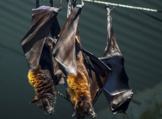 فيروس صيني جديد تنقله الخفافيش.. هل علينا الفزع من فيروس نيباه؟ صورة رقم 7 فيروس صيني جديد تنقله الخفافيش.. هل علينا الفزع من فيروس نيباه؟ صورة رقم 7