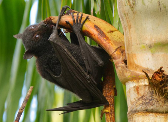 فيروس صيني جديد تنقله الخفافيش.. هل علينا الفزع من فيروس نيباه؟ صورة رقم 5 فيروس صيني جديد تنقله الخفافيش.. هل علينا الفزع من فيروس نيباه؟ صورة رقم 5