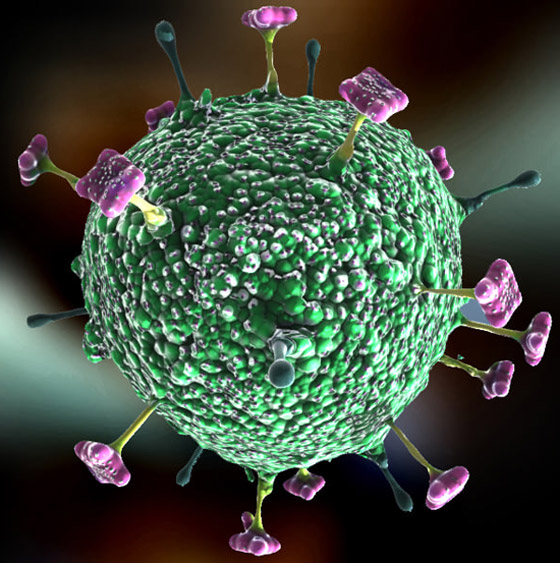 يؤدي للغيبوبة خلال 48 ساعة.. تحذيرات من فيروس نيباه الخطير! صورة رقم 15