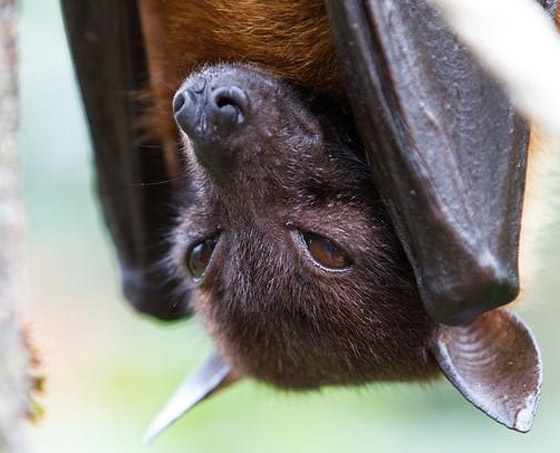 فيروس صيني جديد تنقله الخفافيش.. هل علينا الفزع من فيروس نيباه؟ صورة رقم 12 فيروس صيني جديد تنقله الخفافيش.. هل علينا الفزع من فيروس نيباه؟ صورة رقم 12