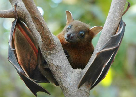 فيروس صيني جديد تنقله الخفافيش.. هل علينا الفزع من فيروس نيباه؟ صورة رقم 13 فيروس صيني جديد تنقله الخفافيش.. هل علينا الفزع من فيروس نيباه؟ صورة رقم 13