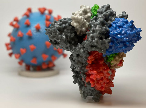 رقم مفزع.. وزير بريطاني يكشف عدد سلالات كورونا المتحورة! صورة رقم 3